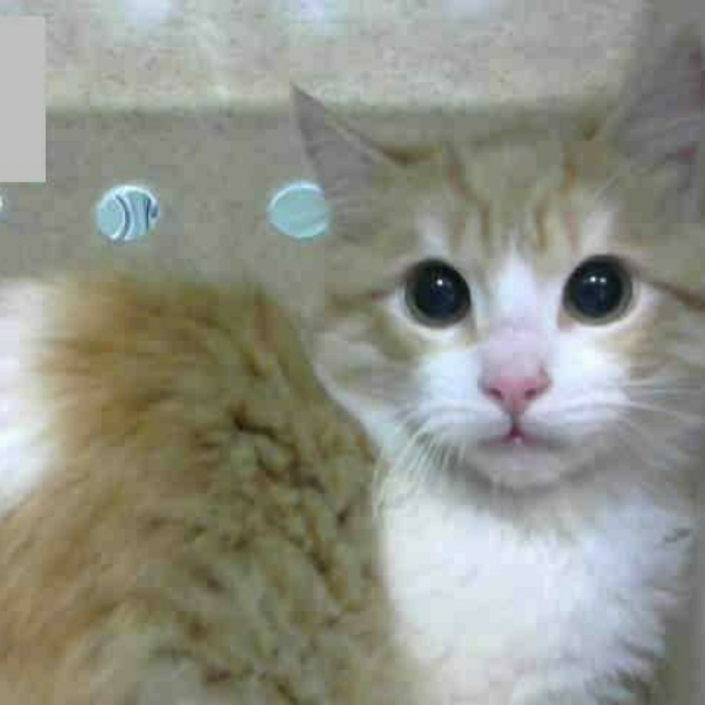 Meet your Posher, Debra